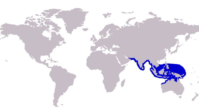 File:Carangoides talamparoides distribution.PNG