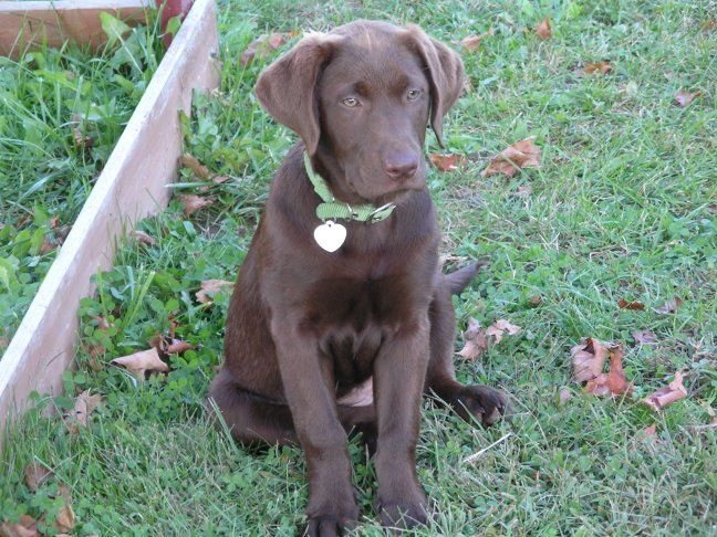 File:Chocolate Labrador.jpg