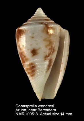 File:Conasprella Wendrosi.jpg