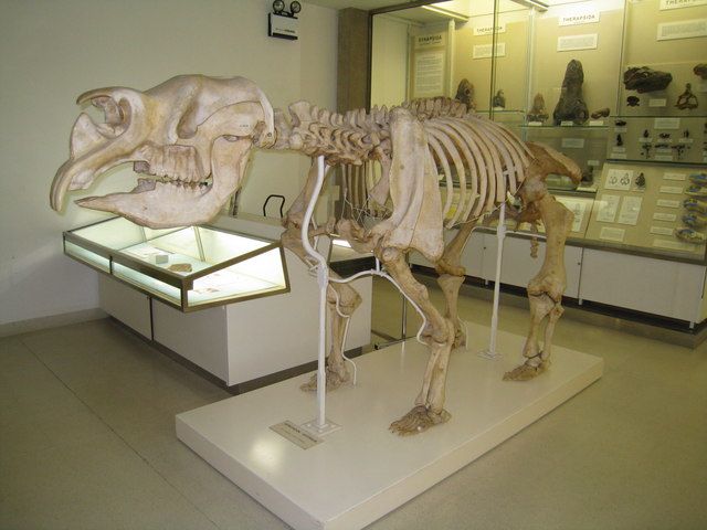 File:Diprotodon Australis - geograph.org.uk - 1514361.jpg