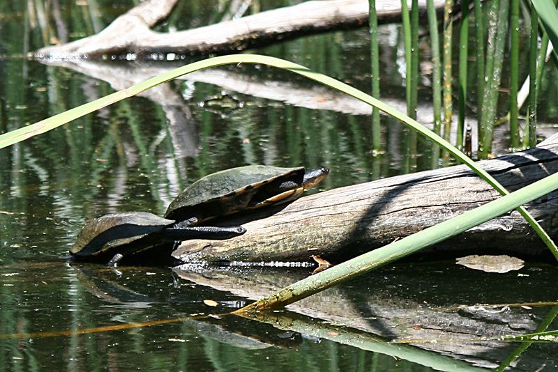 File:Eastern Long-neck Turtles-on-log,-Vic,-3.1.2008.jpg