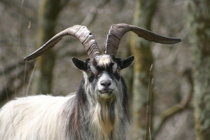 File:Feral goat.jpg