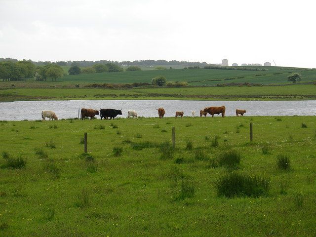 File:Gadloch Cattle - geograph.org.uk - 441359.jpg