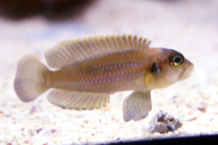 File:Lamprologus ocellatus orange 2034.jpg