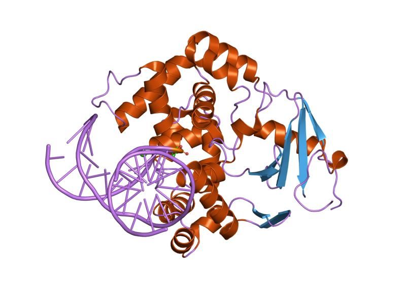 File:PDB 1n3a EBI.jpg