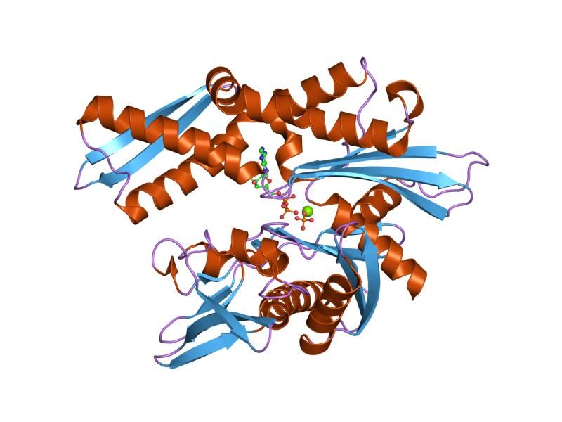 File:PDB 1ngd EBI.jpg