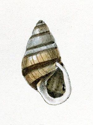 File:Partula producta.jpg