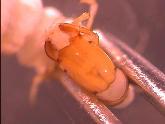 File:Philopotamidae Notch.jpg