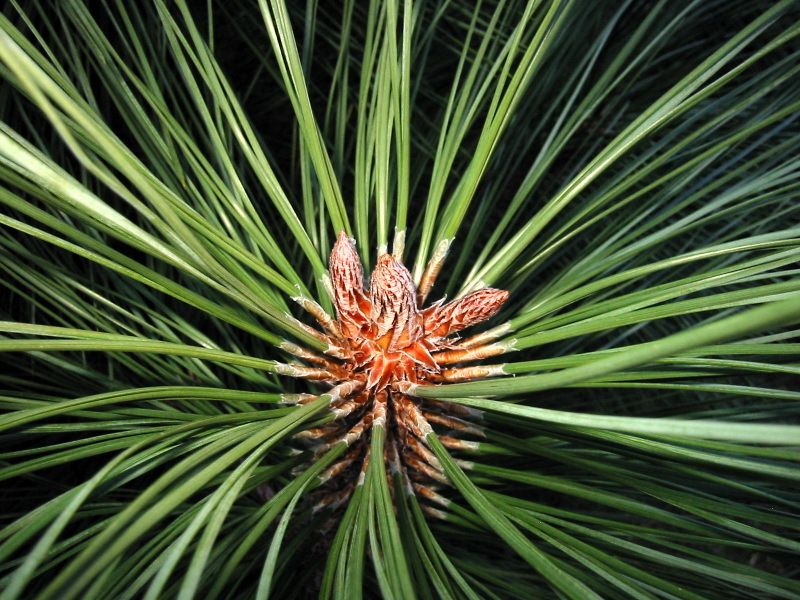 File:Pinus benthamiana 8052.jpg