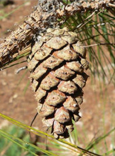 File:Pinus herrerae cone.jpg