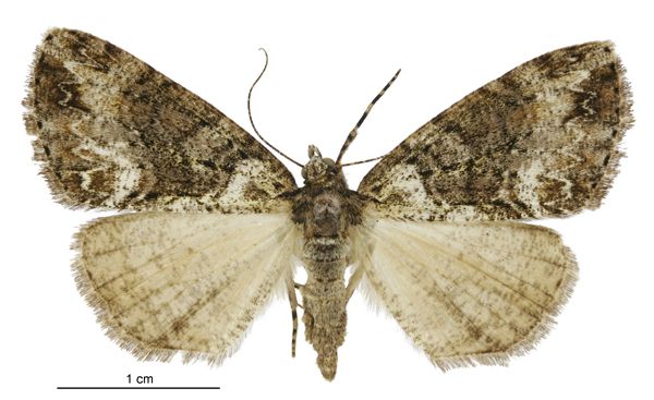 File:Pseudocoremia suavis female.jpg