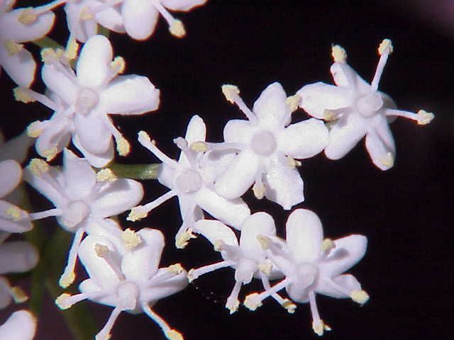 File:Sambucus nigra0.jpg