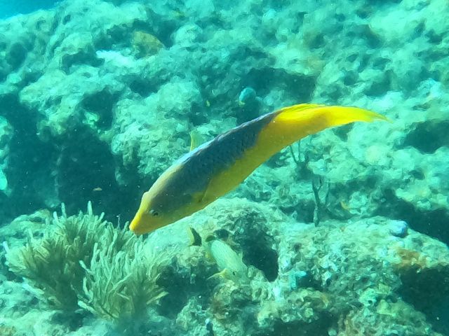 File:Spanish Hogfish 1b Davy Crocker Reef 20230712.jpg