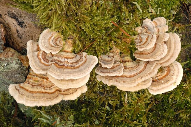 File:Trametes.versicolor4.-.lindsey.jpg