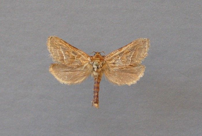 File:Triodia amasina-Griechenland, Makedonien, Naoussa-bE-HdN-805a.jpg