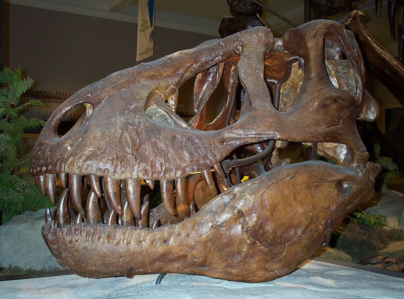 File:Tyranosaurus rex skull.jpg