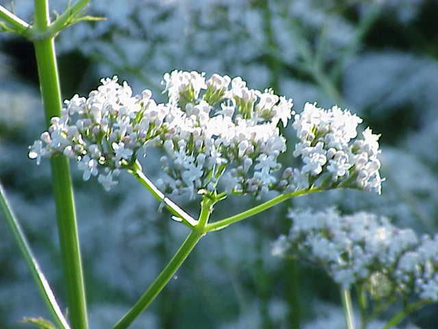 File:Valeriana officinalis1.jpg