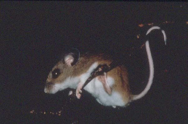 File:Whitefootedmouse.jpg