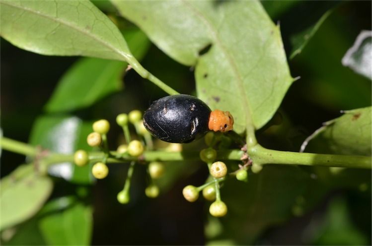 File:Wilkiea austroqueenslandica flowers.jpg