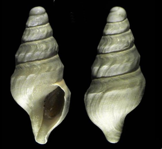 File:Antarctospira badenpowelli 001.jpg