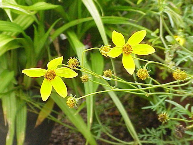 File:Bidens ferulifolia-flowers.jpg