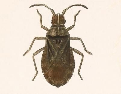 File:Biologia Centrali-Americana - Scolopocerus uhleri.jpg