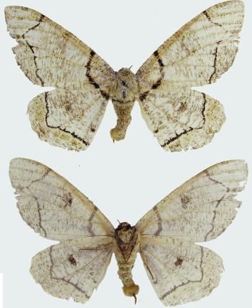 File:Biston mediolata female upperside and underside.JPG