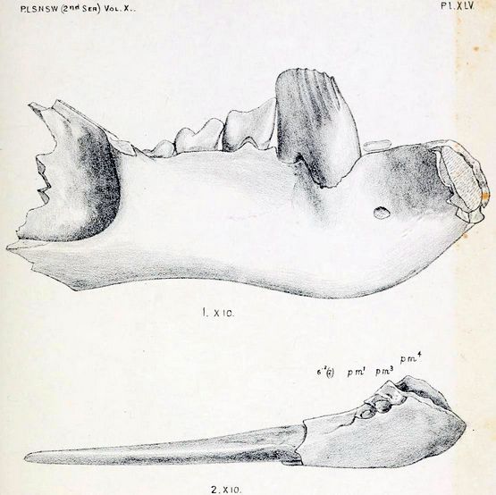 File:Burramys.jpg