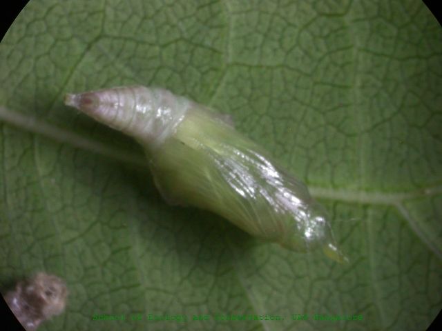 File:Cepora nerissa pupa sec.jpg