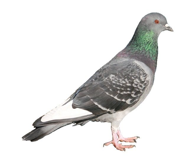 File:Columba livia in Japan white background.JPG