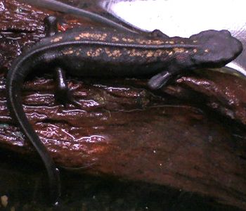 File:Cynops ensicauda popei001.jpg