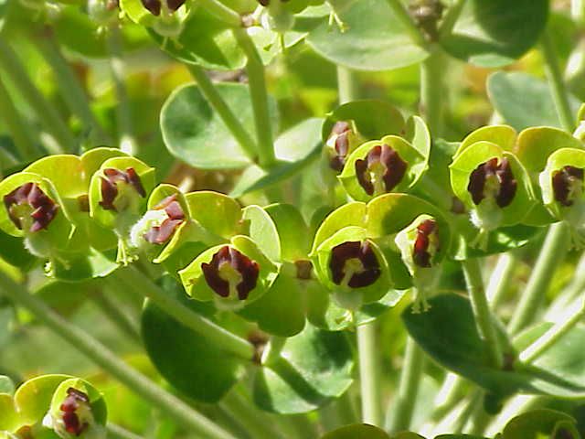 File:Euphorbia characias6.jpg