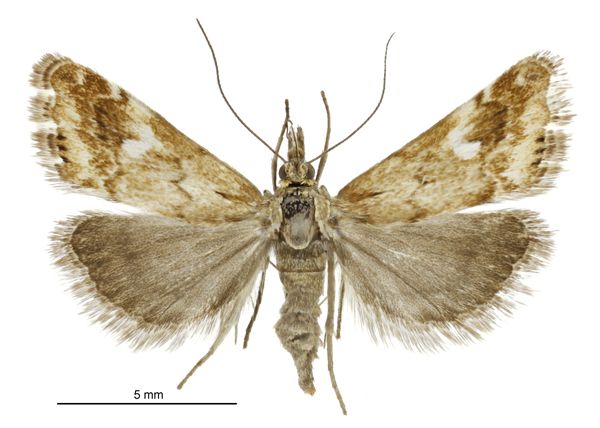 File:Glaucocharis helioctypa female.jpg