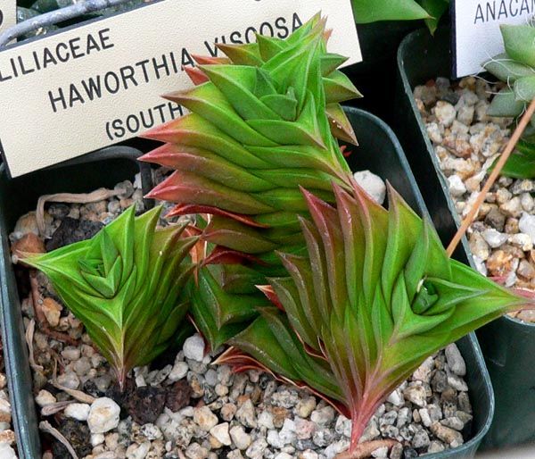 File:Haworthia viscosa 1.jpg