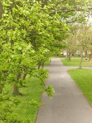 File:Hodkin Park Central Trees.JPG