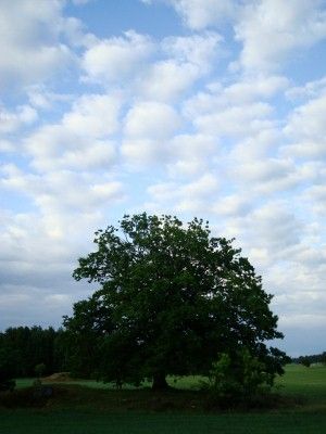 File:Holo Tree.jpg