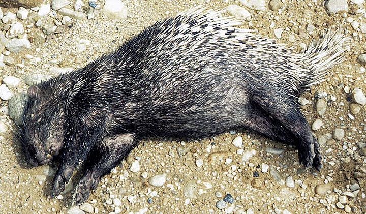 File:Hystrix sumatrae, the Sumatran Porcupine (12616233295).jpg