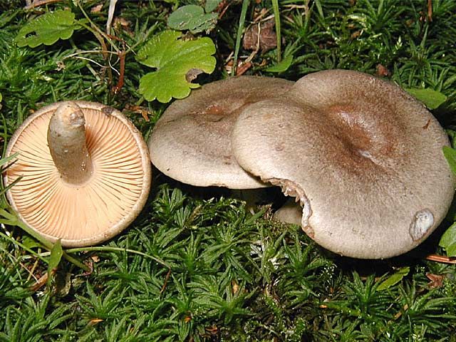 File:Lactarius pyrogallus.jpg