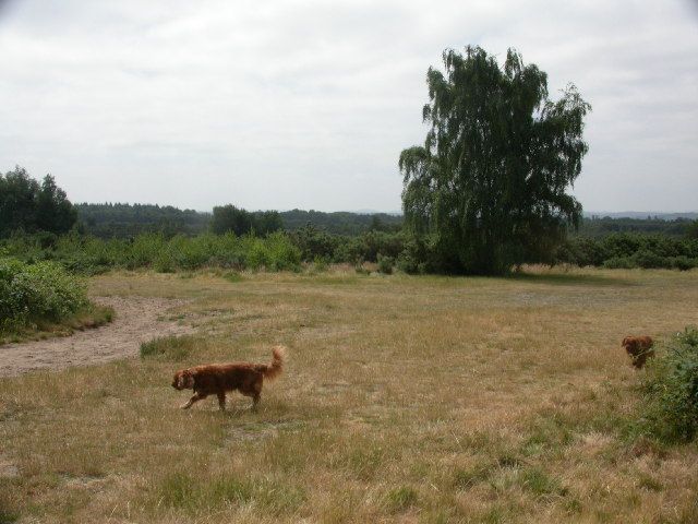 File:Ludshott Common - geograph.org.uk - 21552.jpg