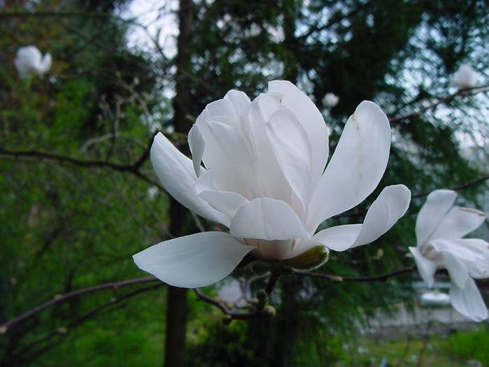 File:Magnolia loebneri Merril1MTFL.jpg