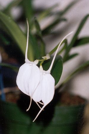 File:Masdevallia tovarensis.jpg