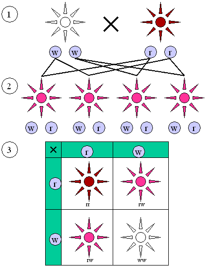 File:Mendelian inheritance 1 2 1.png