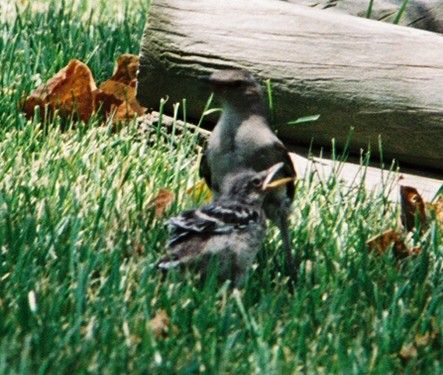 File:Mockingbird Feeding Chick002.jpg