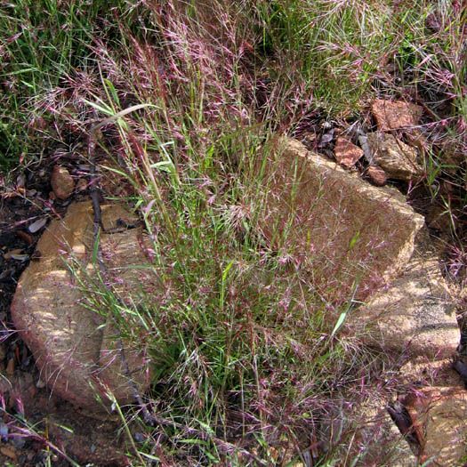 File:Muhlenbergia microsperma 001.jpg