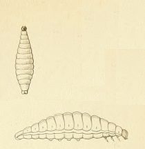 File:Oecocecis guyonella larva.jpg