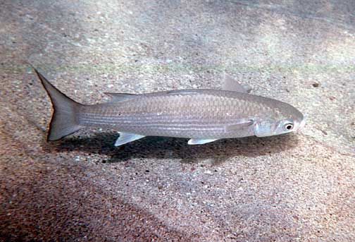 File:Polydactylus sexfilis by NPS.jpg