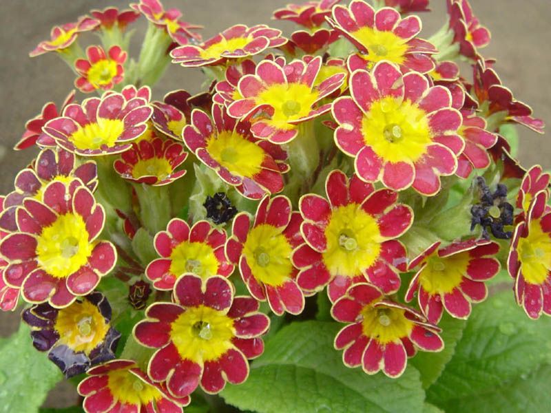 File:Primula 'Gold Lace' 1.JPG