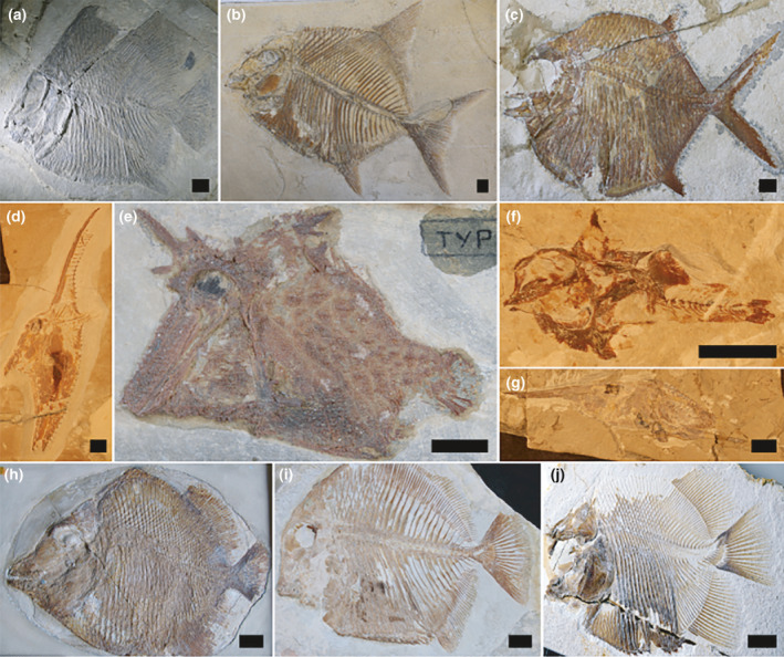 File:Pycnodont diversity.png