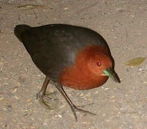 File:Red-necked Crake kuranda.jpg