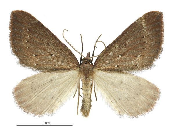 File:Xanthorhoe occulta male.jpg